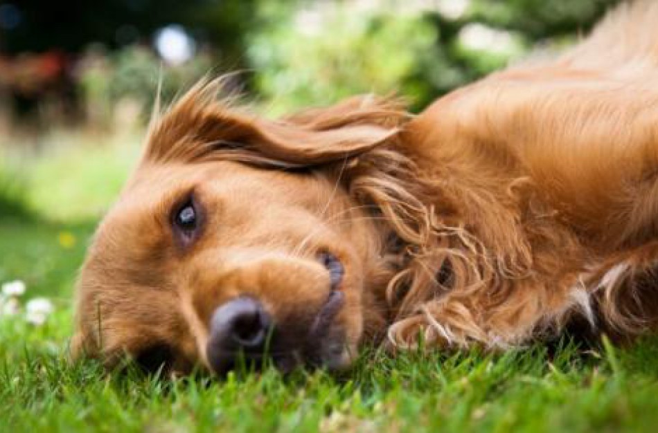 Kaip atėjus vasariškiems karščiams padėti augintiniams išvengti perkaitimo?