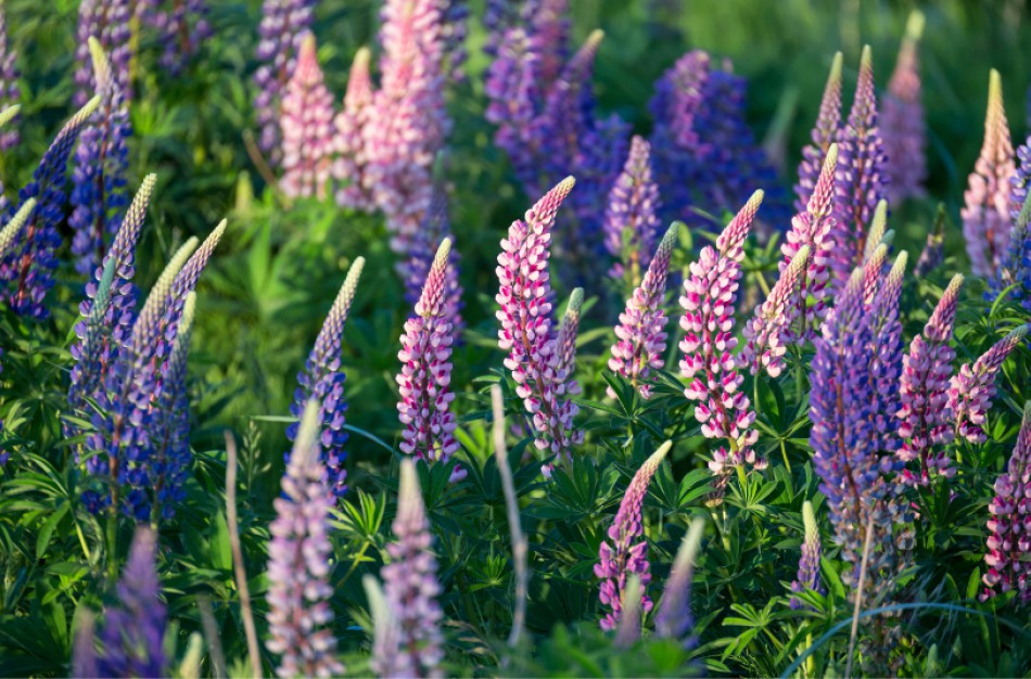 Aplinkos ministerija: Nuskintų invazinių lubinų žiedais puoškime savo erdves, bet neprekiaukime