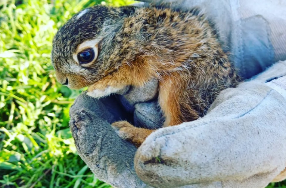 Prasideda šienapjūtės metas – kaip apsaugoti laukinius gyvūnus?