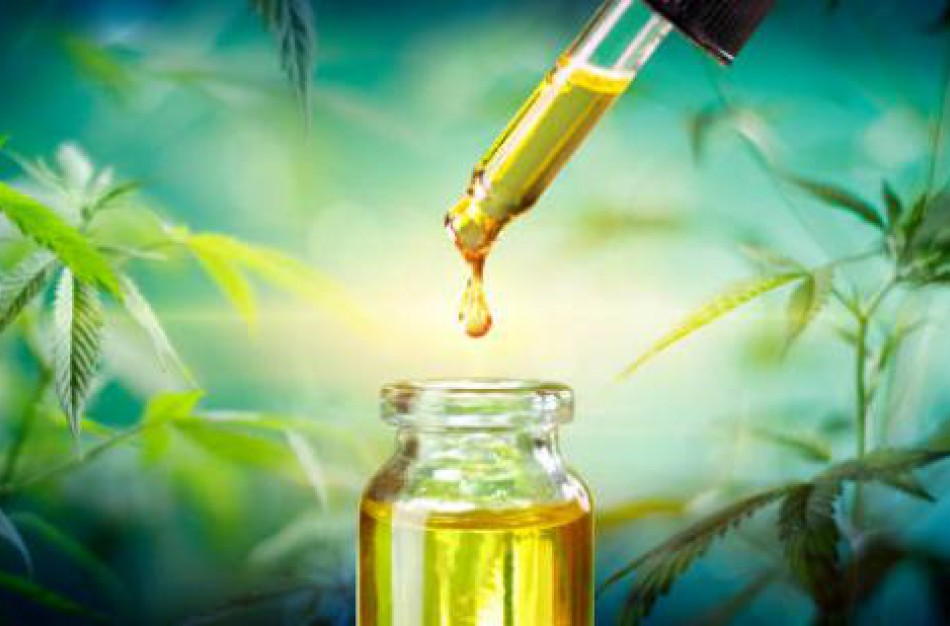 EFSA mokslininkai kol kas netvirtina CBD aliejaus registracijos