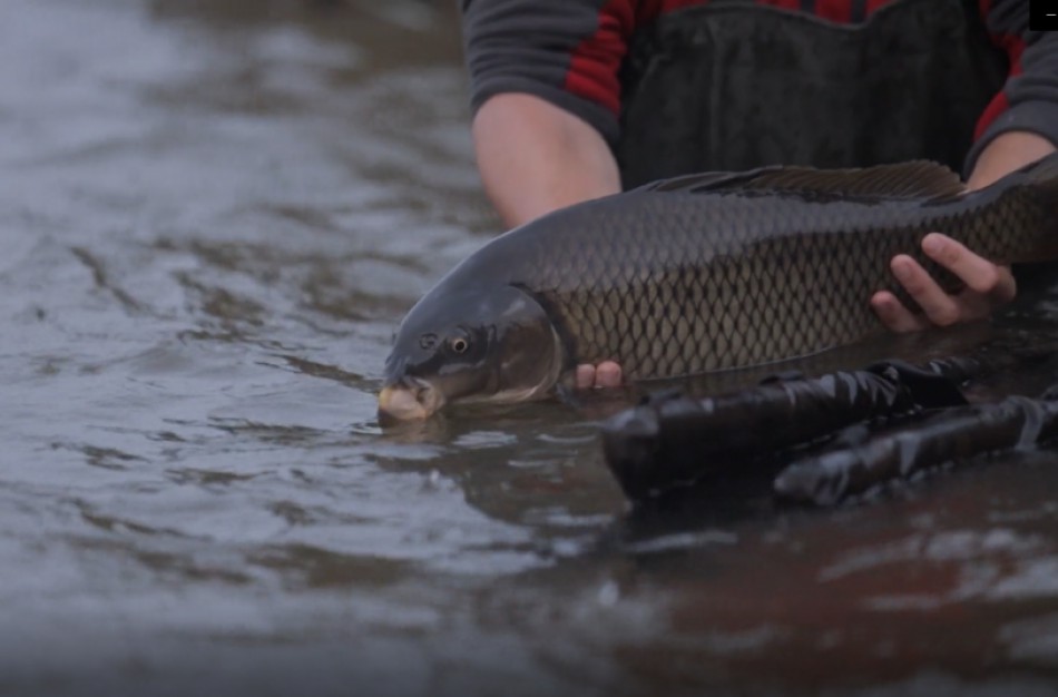 Kur patenka žuvys, kurias aplinkosaugininkai paima iš pažeidėjų
