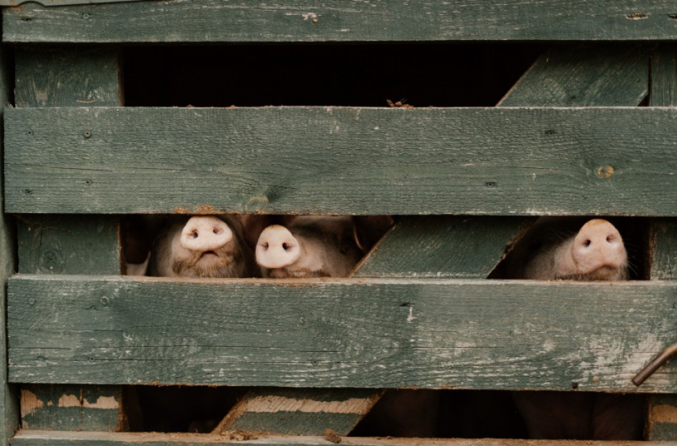 Išimtinė parama jau pasiekė ir kiaulių augintojus