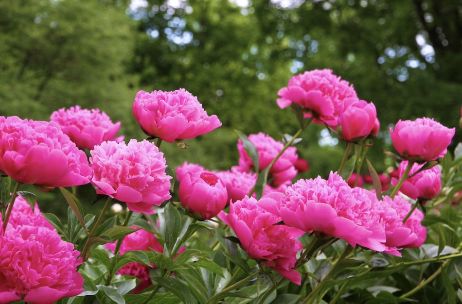 Didysis bijūnų žydėjimas: nuo senųjų veislių iki modernių spalvų ir formų