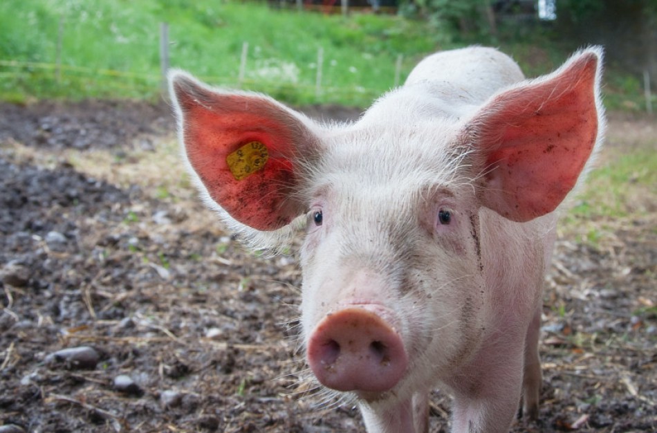 Kiaulių laikytojams – kompensacijos už priemones, saugančias nuo užkrečiamųjų ligų