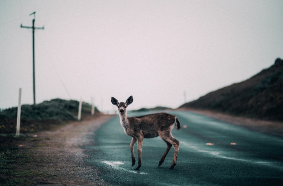 Nemažėjant autoįvykių su laukiniais gyvūnais, aplinkosaugininkai primena važiuoti lėčiau