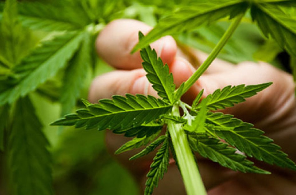 Pluoštinėse kanapėse randamas CBD: vaistininkas atsakė, kodėl šis produktas sulaukia tiek simpatijų