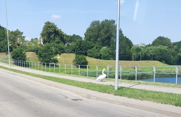 Fiksuoja skaitytojai: gatvėje naujas „pėsčiasis“