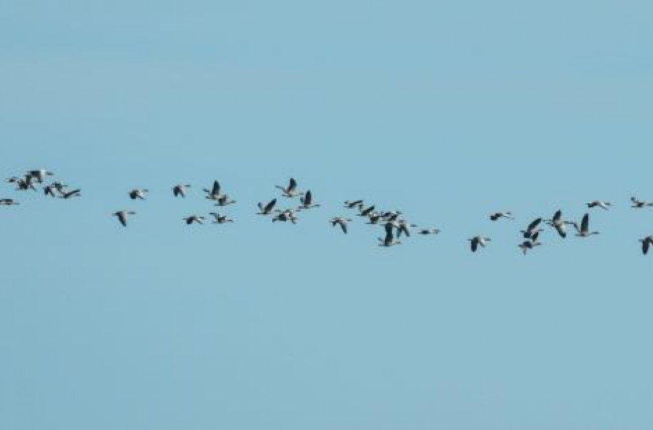 Lietuvoje šiais metais 9 vietose nustatytas labai patogeniškas paukščių gripas