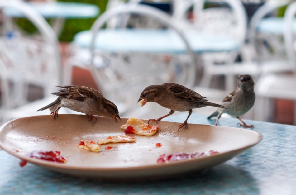 Kavinės, restoranai ir viešbučiai gali gauti subsidijas maisto atliekų prevencijos projektams
