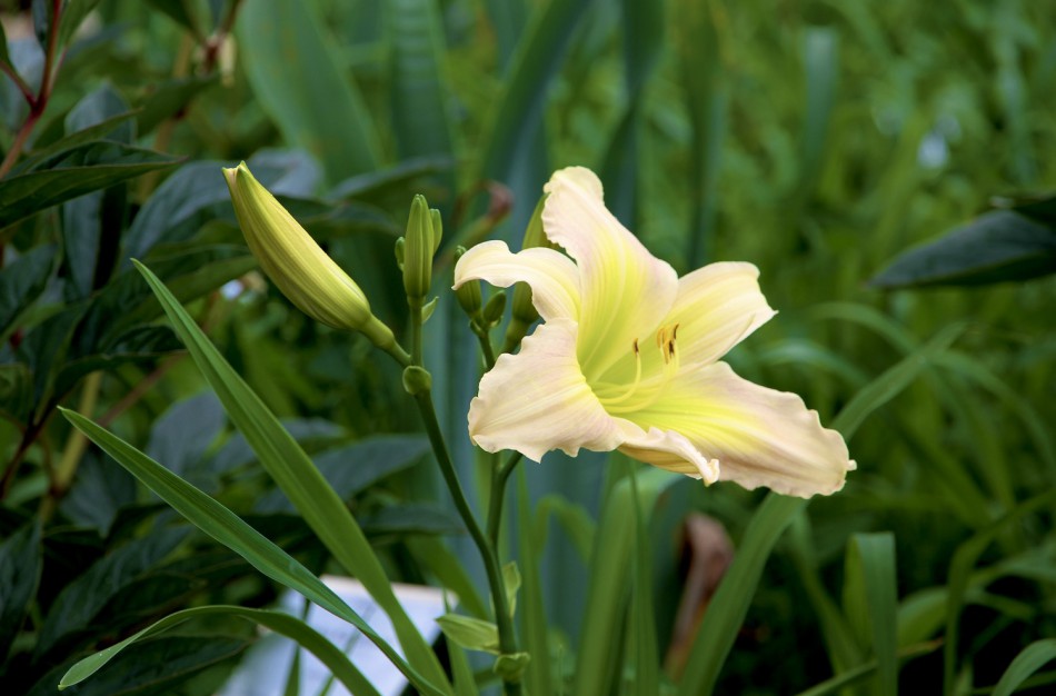 Dovana VDU Botanikos sodui – 35 lietuviškos gėlių veislės