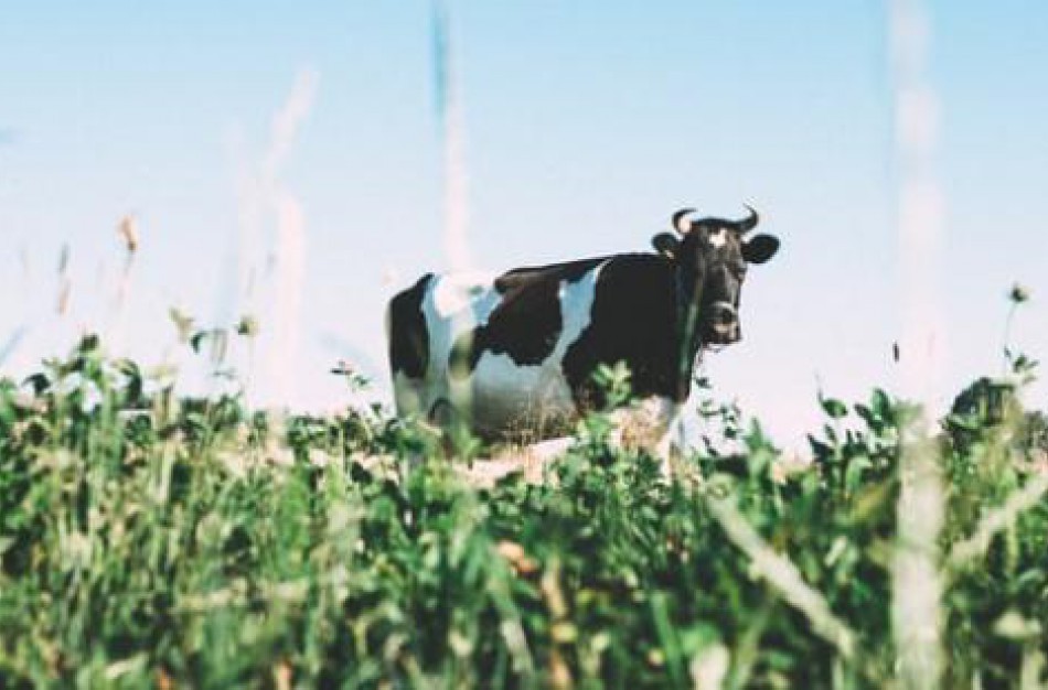 Lietuva išlieka tarp mažiausiai veterinarinių antibiotikų naudojančių ES šalių