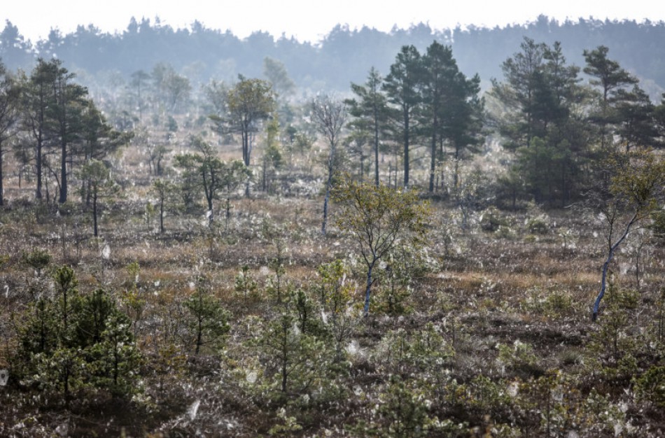 Nuo karščio bangų saugo atkuriamos pelkės