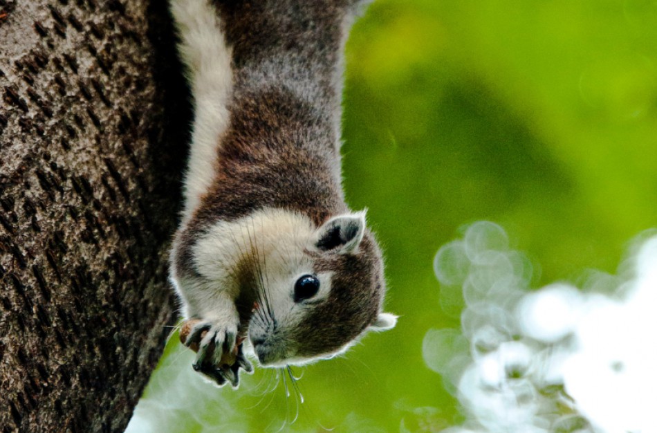 ES invazinių rūšių sąrašas papildytas 22 naujomis rūšimis