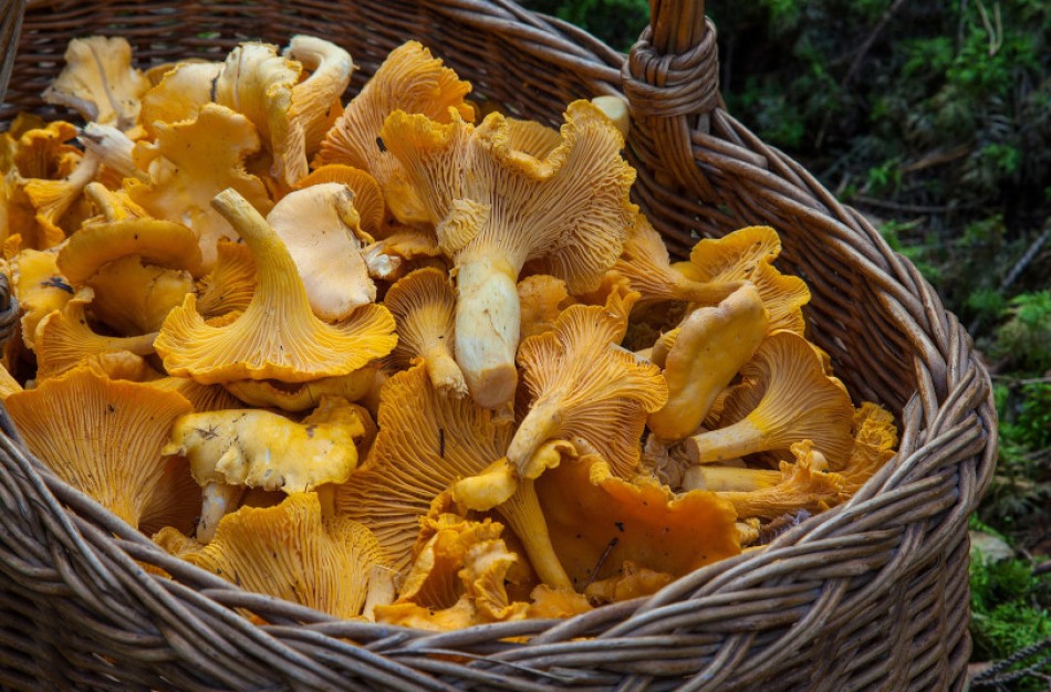 Miško gėrybių sezonas: kur ir kaip galime grybauti, uogauti ir rinkti vaistažoles