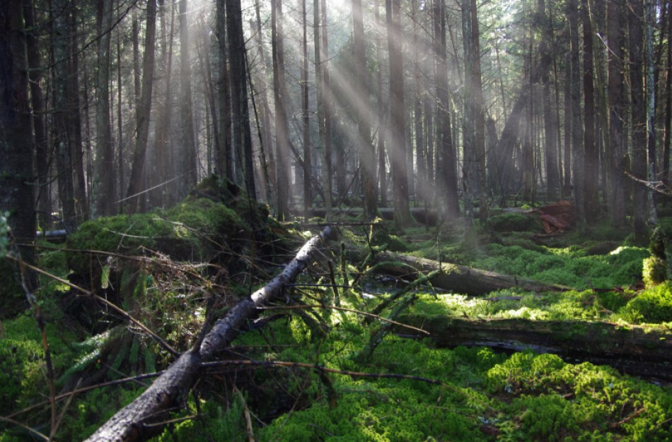 Valstybė gali išpirkti gamtai vertingą miško sklypą