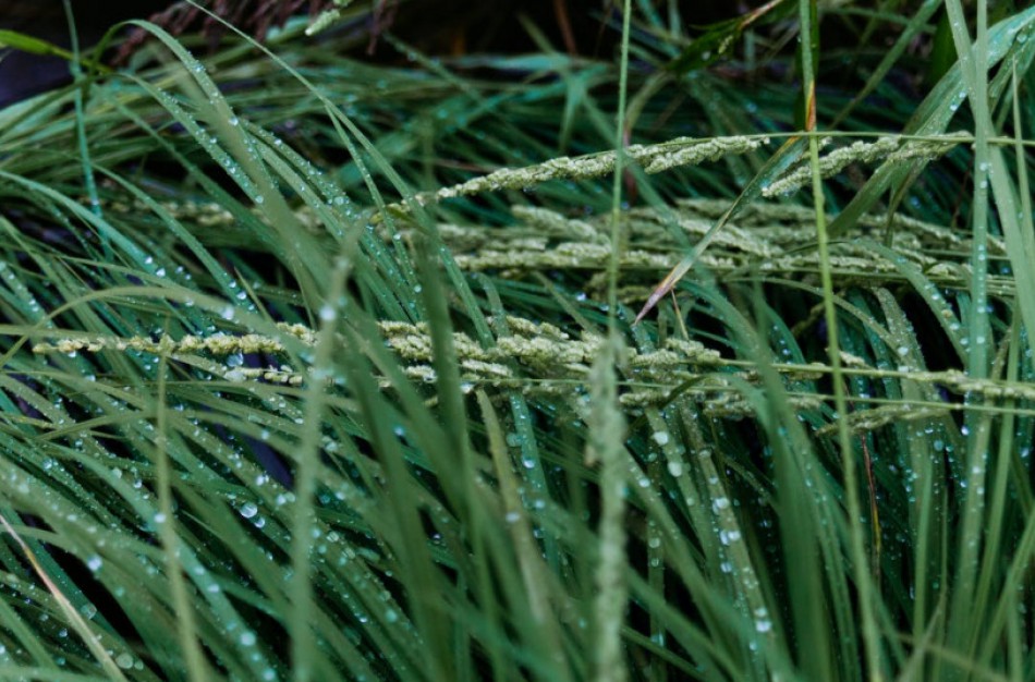 Mėnesiu pavėlintas pievų sutvarkymo terminas