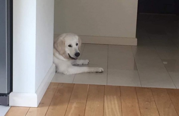 Jautrus Apio šeimininkų laiškas:  padėkite jam grįžti namo