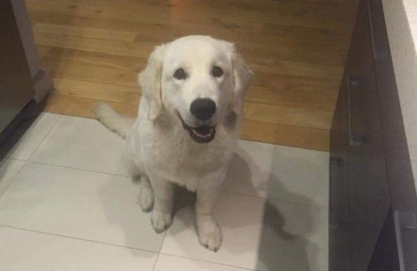 Jautrus Apio šeimininkų laiškas:  padėkite jam grįžti namo