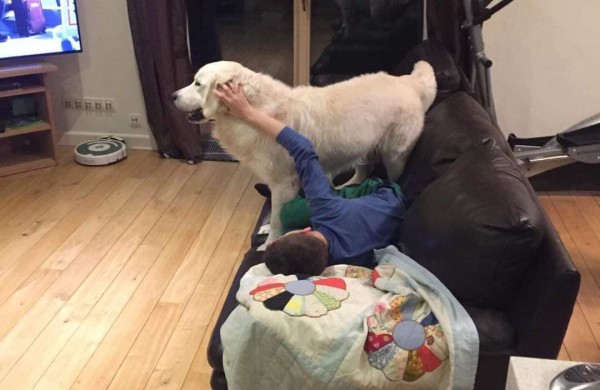 Jautrus Apio šeimininkų laiškas:  padėkite jam grįžti namo