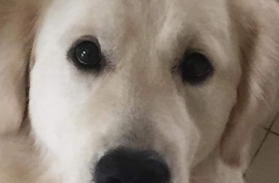 Jautrus Apio šeimininkų laiškas:  padėkite jam grįžti namo