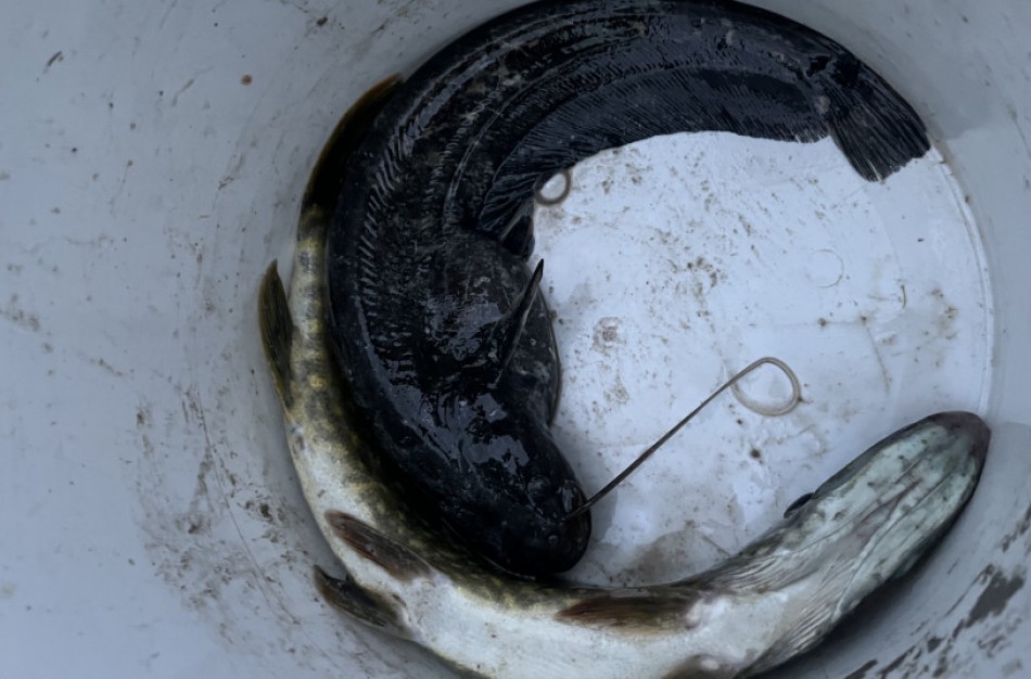 Traukiantiems mažesnes, nei leidžiama, žuveles primename: pagavai – paleisk