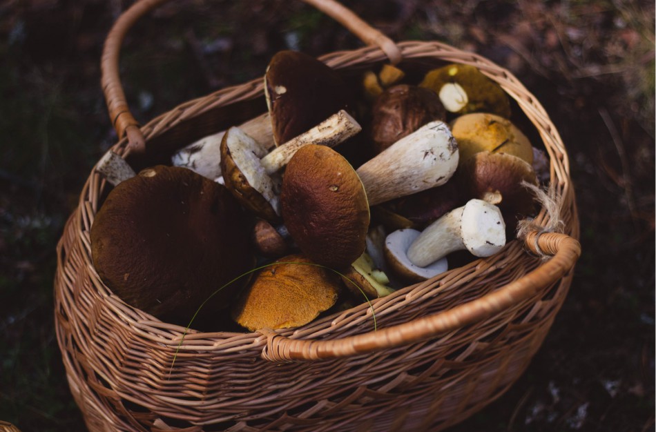 Jonavos policijos bendruomenės pareigūnai: grybautojai ir uogautojai, vykdami į mišką, turėtų pasirūpinti ne tik krepšiais gėrybėms