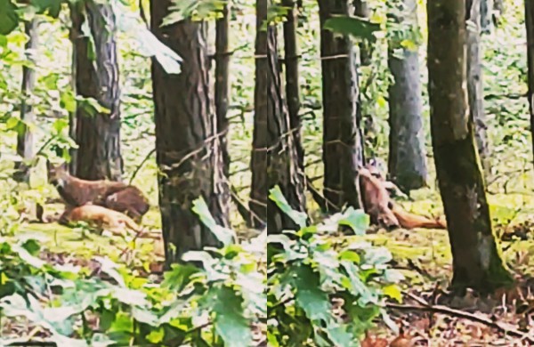 Jonavos rajone užfiksuotas neeilinis reginys: į Lietuvos raudonąją knygą įrašytas gyvūnas, besitempiantis grobį (VIDEO)