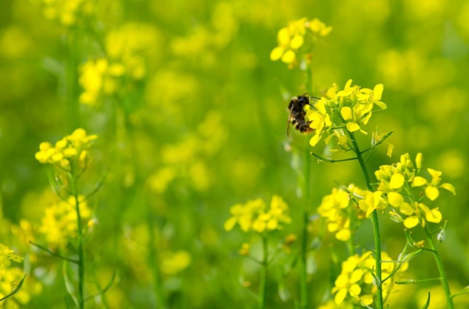 Dėl nepalankių orų Žemės ūkio ministerija atidės posėlio sėjos terminą