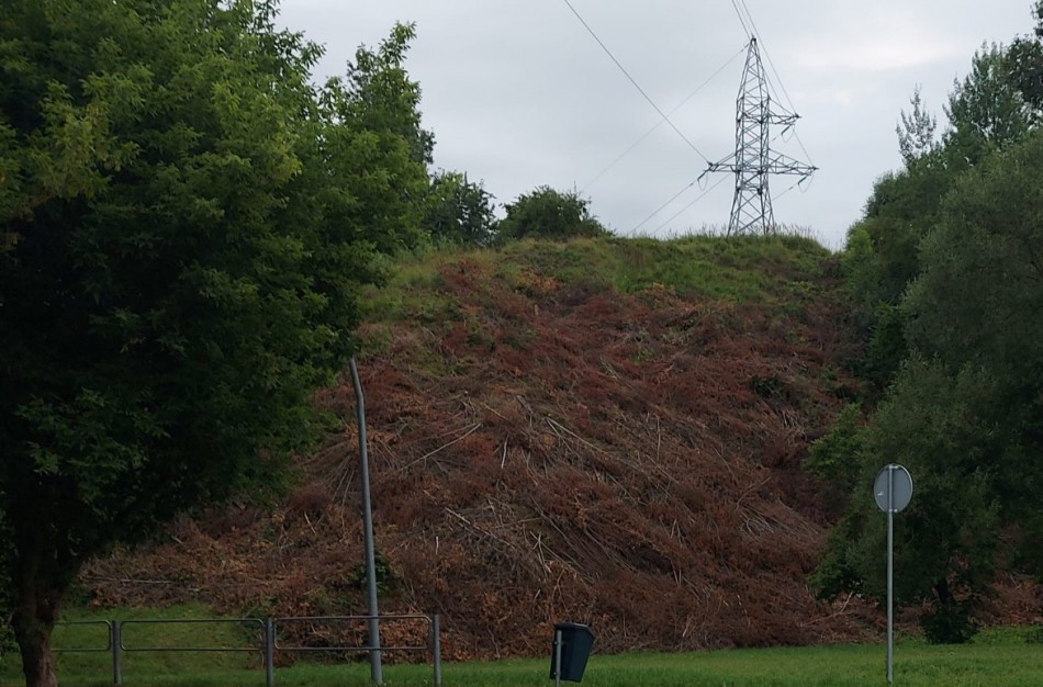Išpjauti ir palikti krūmai bus išvežti artimiausiu metu