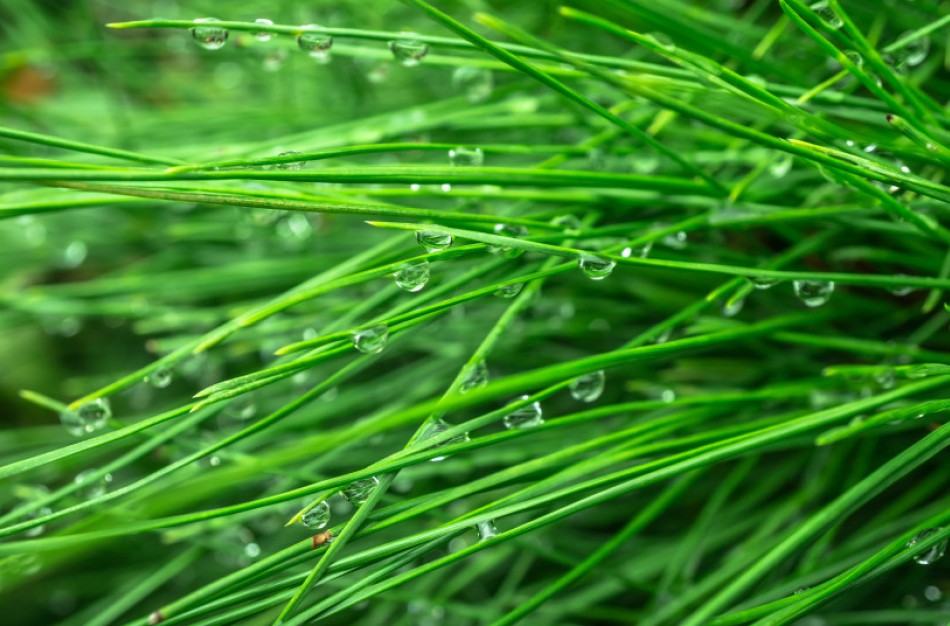 Dėl lietingo sezono – paprastesni reikalavimai ir lankstesnė kontrolė ūkininkams