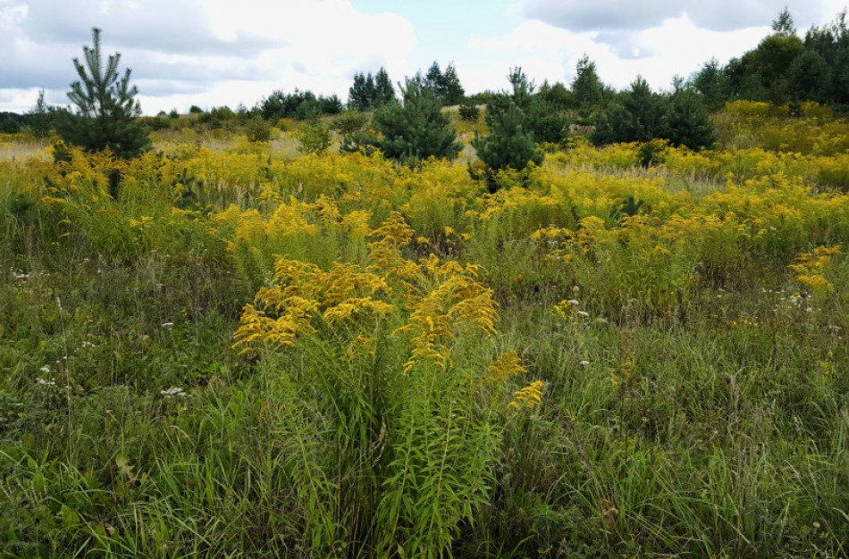 Invazinės rykštenės – augalai, kuriais nereiktų grožėtis, o naikinti