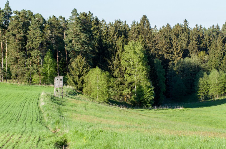 Priminimas medžiotojams: nuo rugpjūčio 15-osios leidžiama medžioti kai kuriuos laukinius gyvūnus