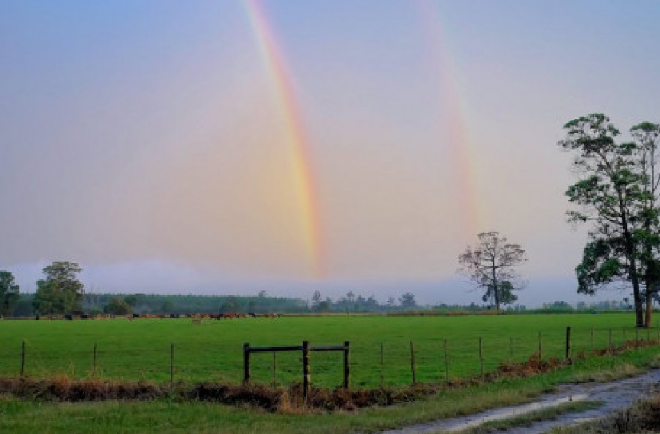 Ką reikia žinoti nuo liūčių nukentėjusiems ūkininkams