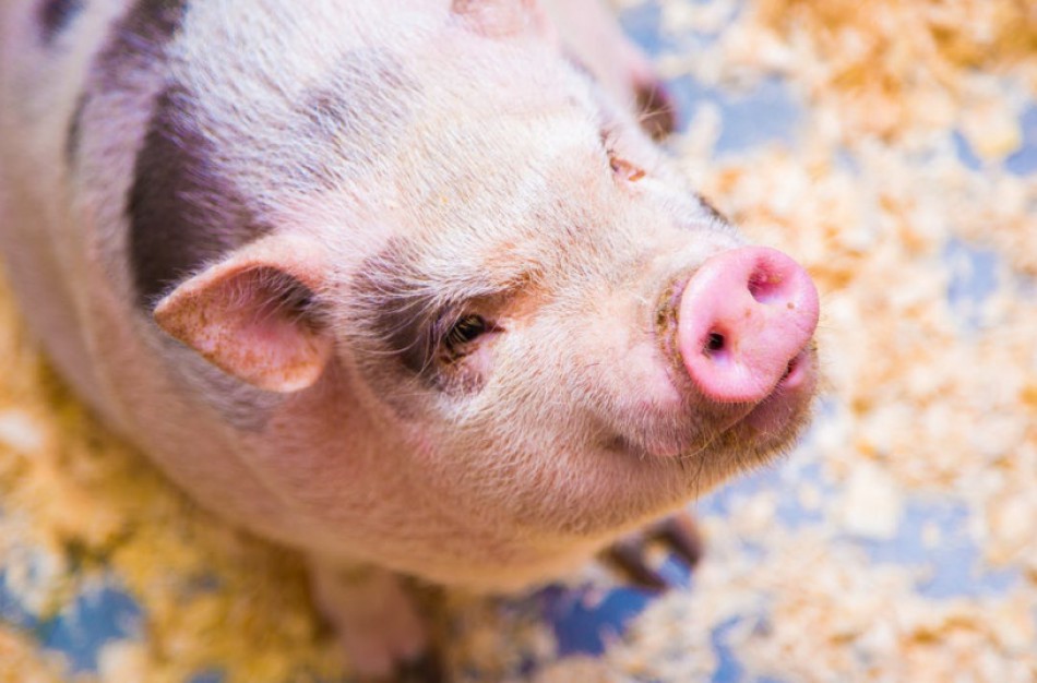 Ūkiams nuo afrikinio kiaulių maro saugoti – papildomas kvietimas teikti paraiškas ir 1,8 mln. eurų paramos