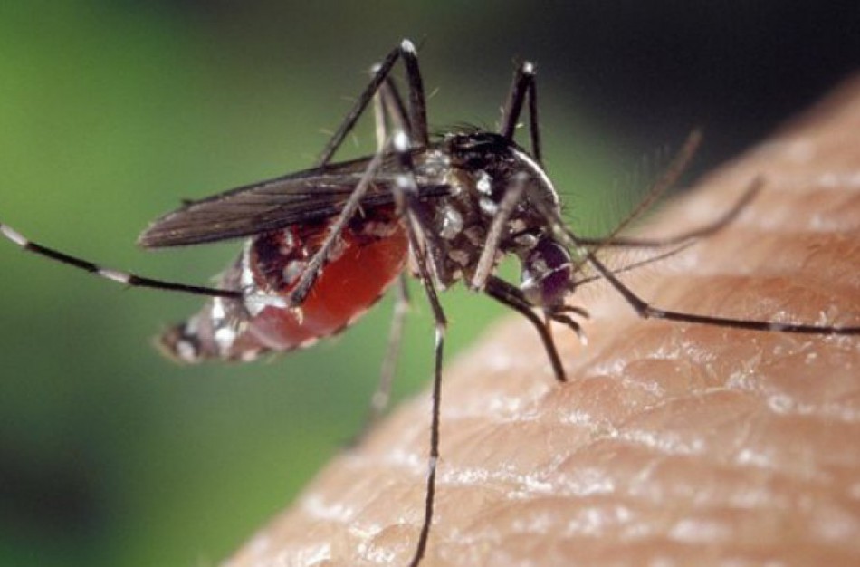 Kraujasiurbiai vabzdžiai platina tuliaremijos ligą: kaip apsisaugoti?