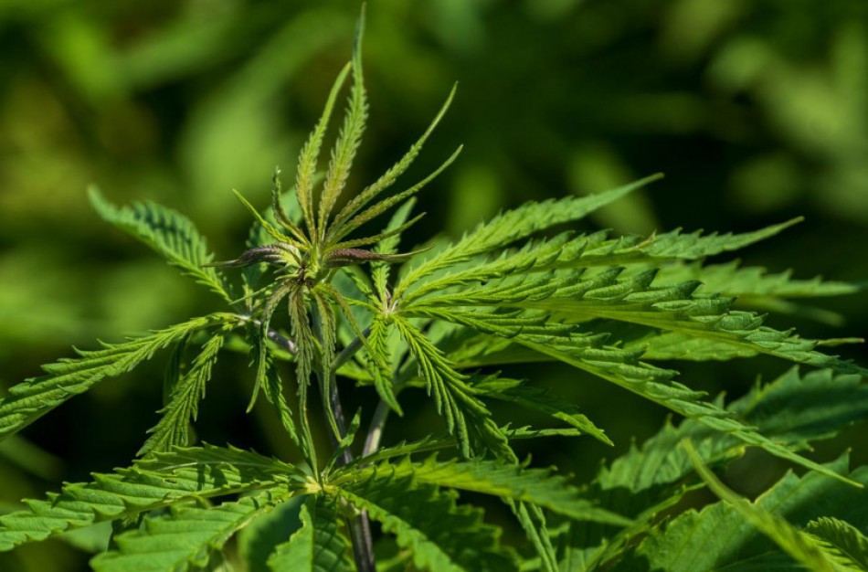 Rūkomieji žoliniai gaminiai iš pluoštinių kanapių. Ką svarbu žinoti?