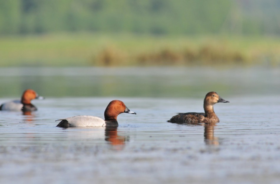 Lietuvos metų paukštis rudagalvė antis – ties išnykimo riba