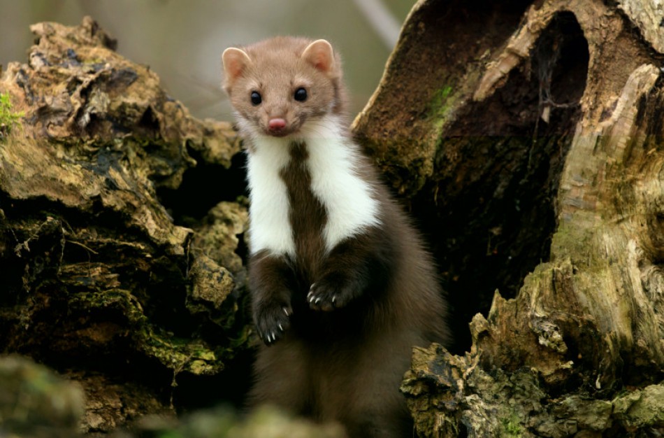 Susipažinkite su nauju Laukinių gyvūnų naudojimo taisyklių projektu