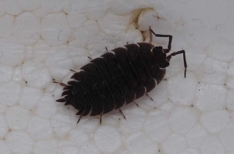 Ką turėtume žinoti apie galvines utėles: kaip užsikrečiama ir kaip su jomis kovoti