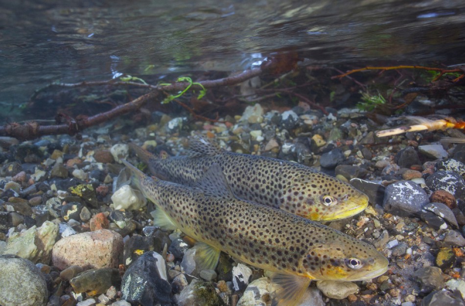 Nuo rugsėjo 16 d. taikomos sugriežtintos žvejybos sąlygos lašišų ir šlakių migracijai svarbiose upėse