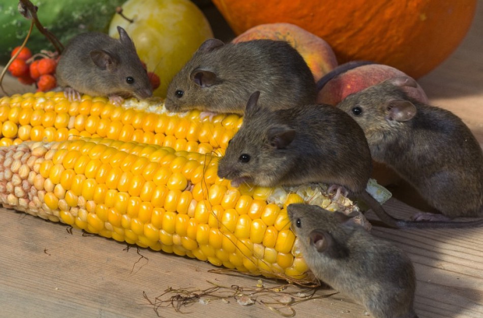 Graužikai gali platinti pavojingas užkrečiamąsias ligas