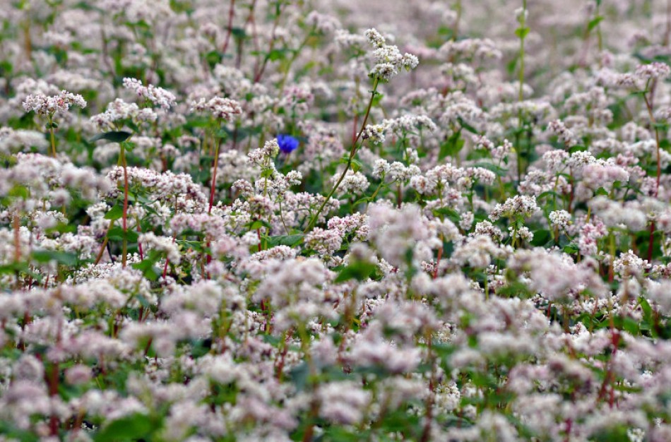 Grikius auginantys žemdirbiai nebeprivalės išlaikyti ražienų po derliaus nuėmimo