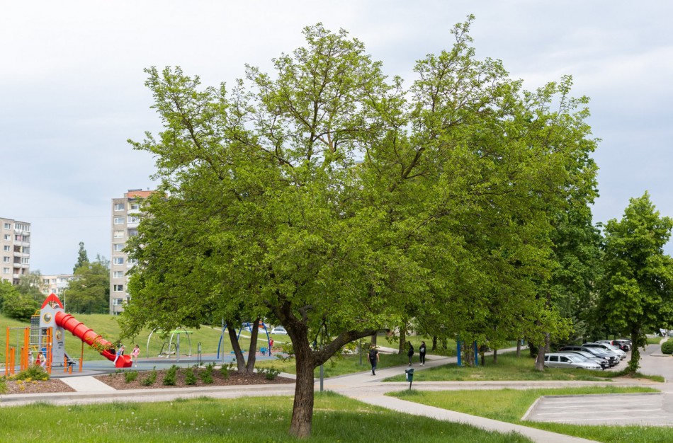 Sukurtas unikalus Jonavos medžių žemėlapis