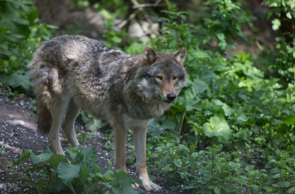 Naujam medžioklės sezonui siūloma nustatyti 282 vilkų sumedžiojimo limitą ir jo neskirstyti rajonais