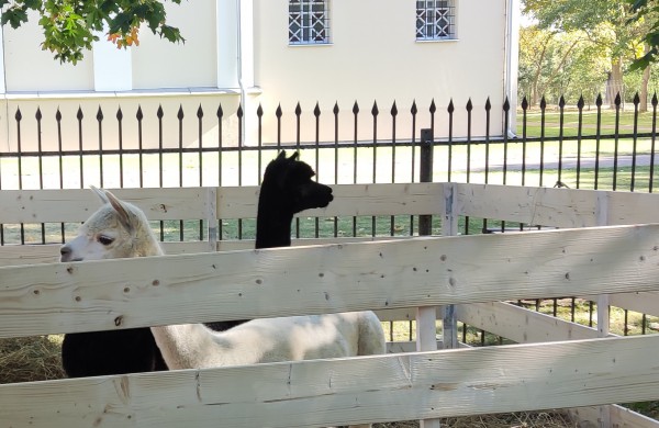 Rudens šventė „Sename Jonų dvare" jau šurmuliuoja ir laukia Jūsų