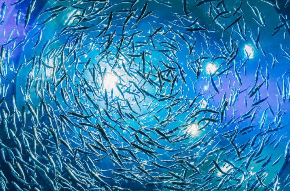 Lietuva sieks penktadaliu padidinti žuvies vartojimą