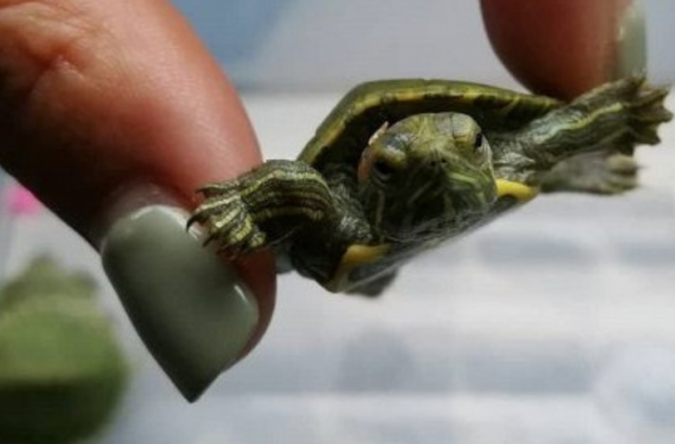 AAD: Egzotikos troškimas – pražūtis laukiniams gyvūnams