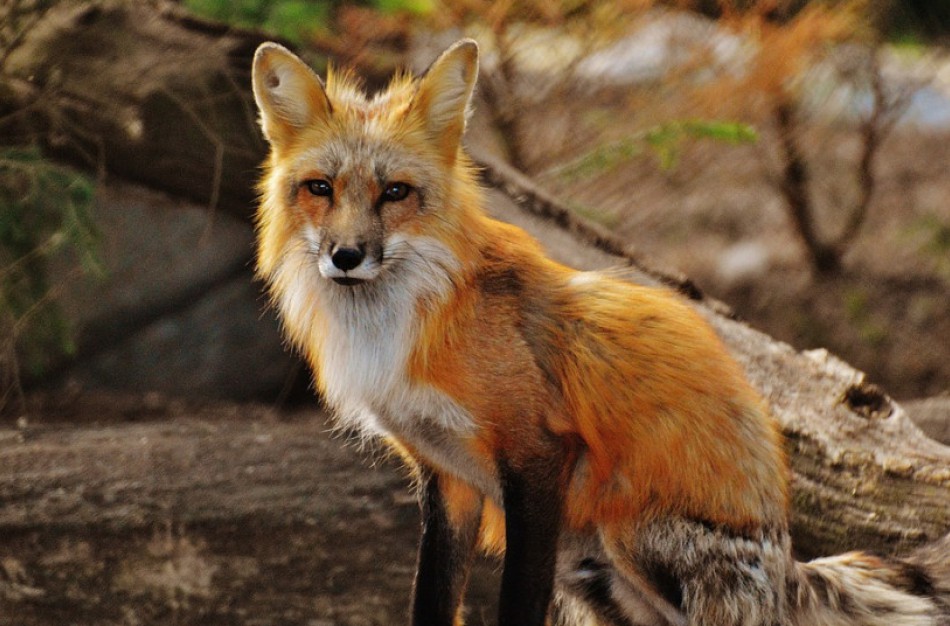 Rugsėjo 28-oji – Pasaulinė pasiutligės diena