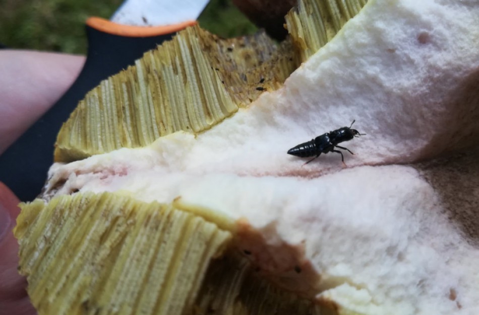 Grybautojai prašomi padėti surasti vabalą slapuką – Manerheimo grybinuką