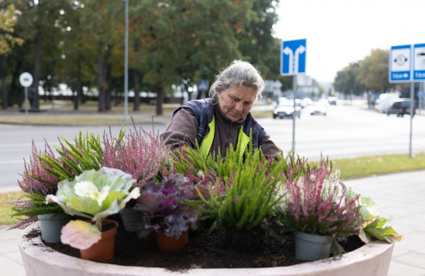 Pasirūpino šaltojo metų sezono augalais: Jonava neliks be gėlynų ir žolynų